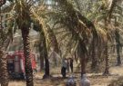 سهم حق بیمه دولت در آتش سوزی نخیلات خوزستان تا ۷۰درصد افزایش یافت
