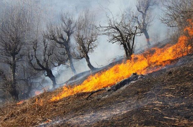۲۵ هکتار جنگل در آتش سوخت/ کمبود امکانات برای اطفای حریق
