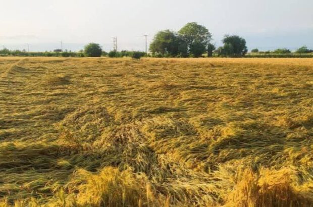 بارندگی شدید به ۱۴۵ هزار هکتار از گندمزارهای خوزستان خسارت زد