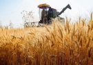 خرید بیش از ۷۷۰ هزار تن گندم ‌از کشاورزان خوزستانی